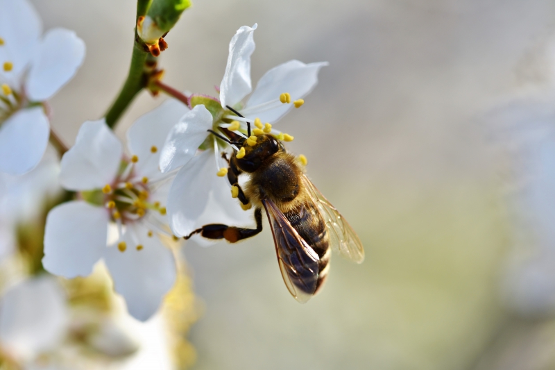 jardinerie-MOULINET-min_bee-4092986